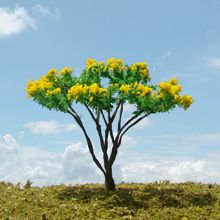 model trees